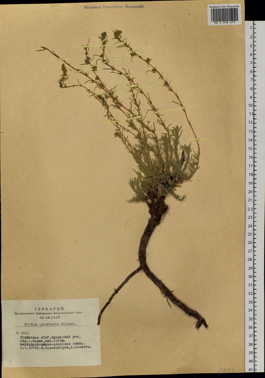 Bassia prostrata (L.) Beck, Siberia, Altai & Sayany Mountains (S2) (Russia)