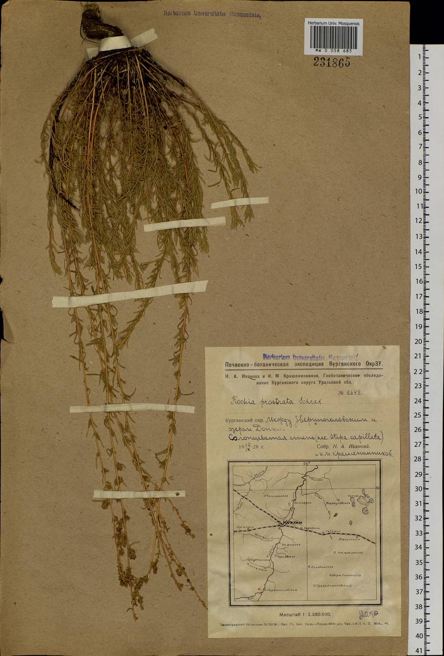 Bassia prostrata (L.) Beck, Siberia, Western Siberia (S1) (Russia)