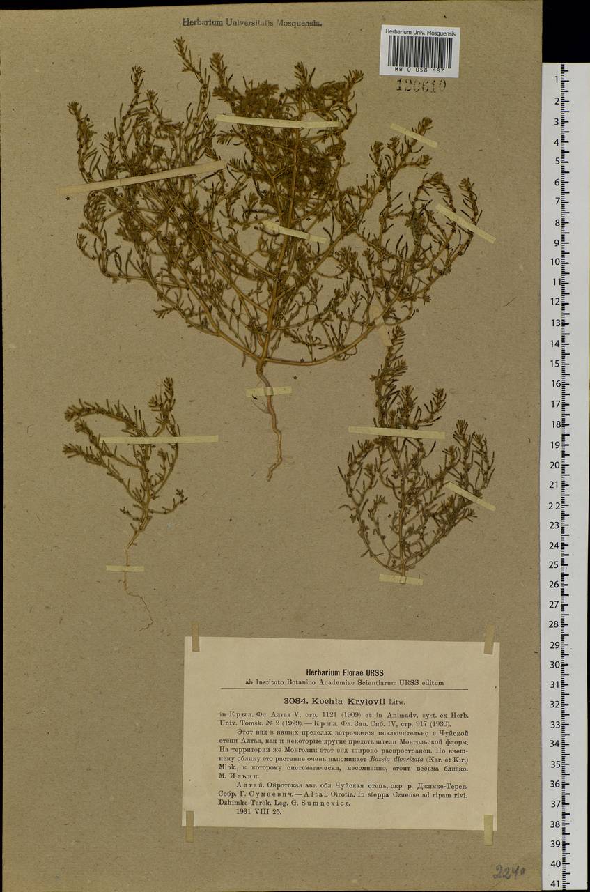 Kochia krylovii Litv., Siberia, Altai & Sayany Mountains (S2) (Russia)