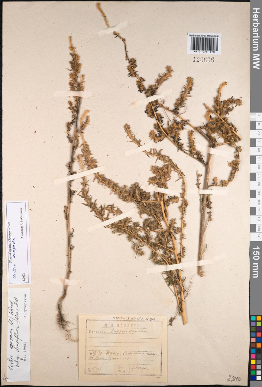 Bassia scoparia (L.) Beck, Siberia, Baikal & Transbaikal region (S4) (Russia)