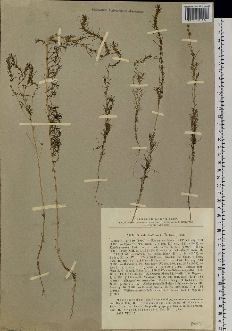 Bassia laniflora (S. G. Gmel.) A. J. Scott, Eastern Europe, Eastern region (E10) (Russia)