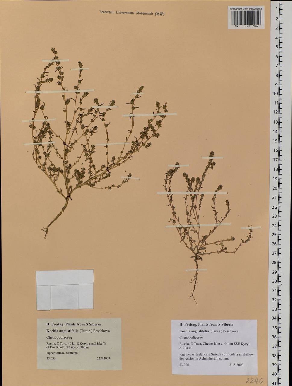 Bassia angustifolia (Turcz.) Freitag & G. Kadereit, Siberia, Altai & Sayany Mountains (S2) (Russia)