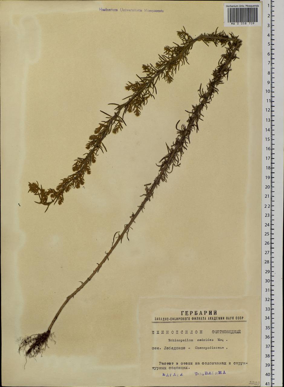 Sedobassia sedoides (Pall.) Freitag & G. Kadereit, Siberia, Western Siberia (S1) (Russia)