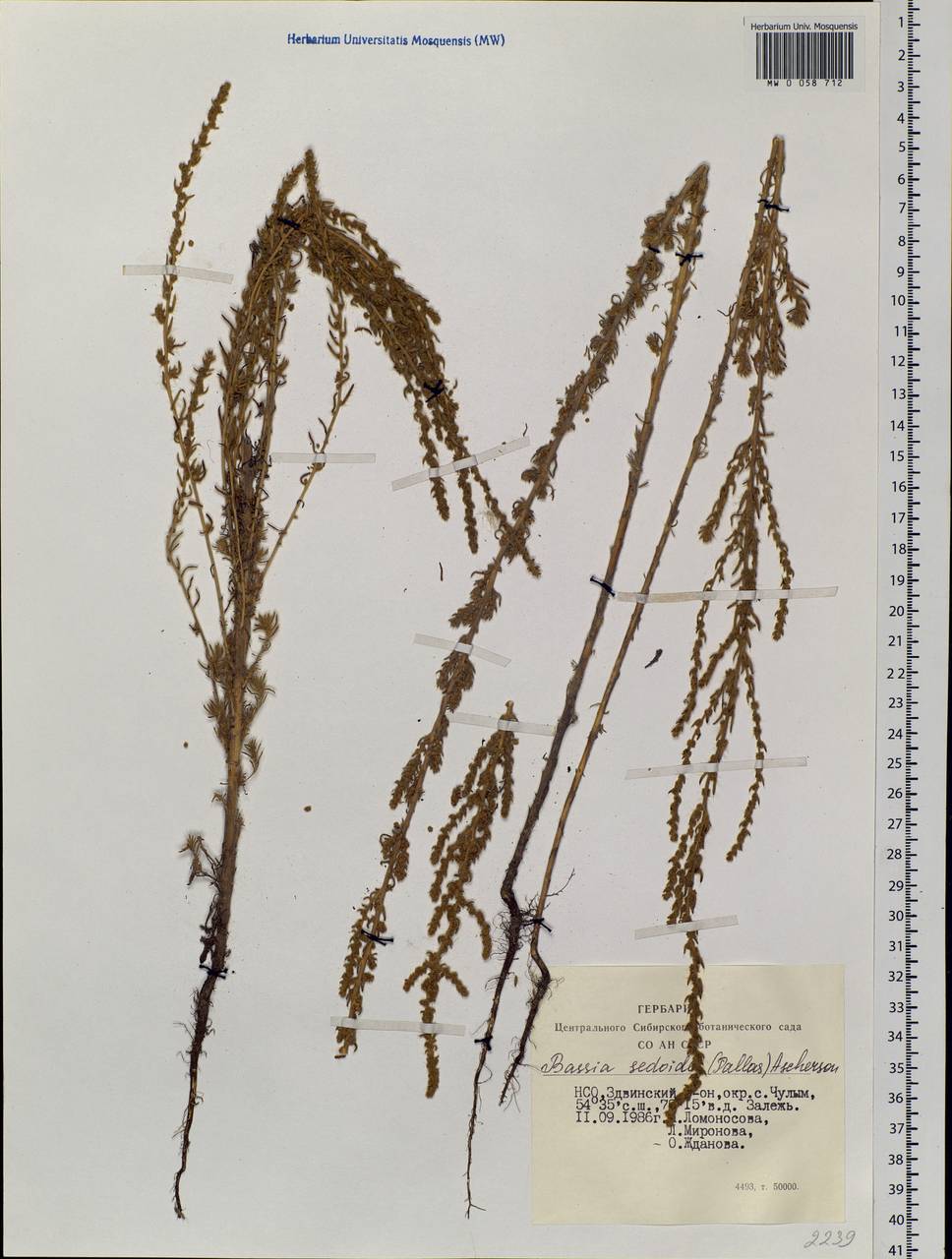 Sedobassia sedoides (Pall.) Freitag & G. Kadereit, Siberia, Western Siberia (S1) (Russia)