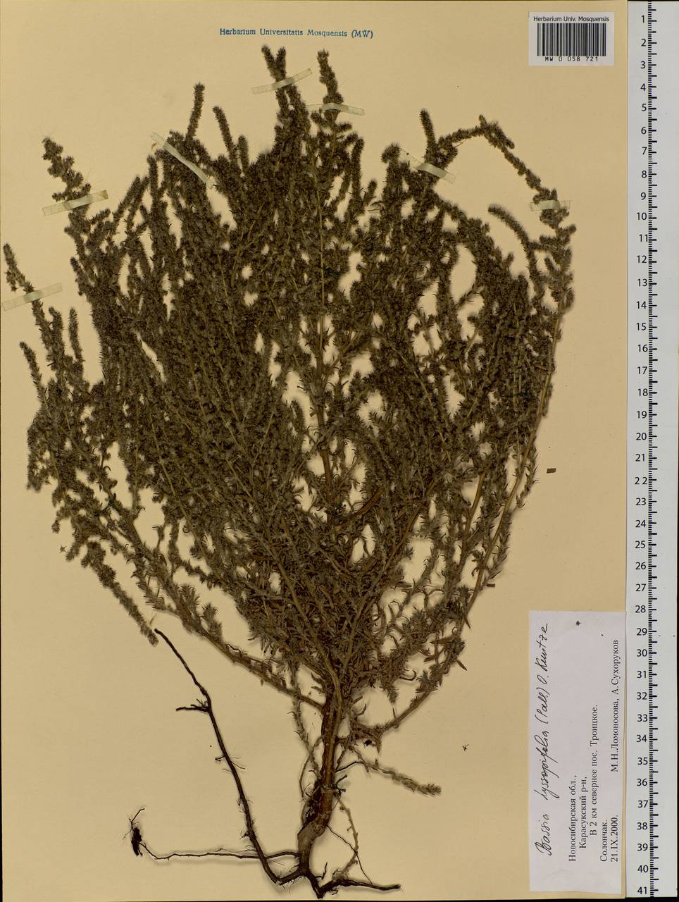Bassia hyssopifolia (Pall.) Kuntze, Siberia, Western Siberia (S1) (Russia)
