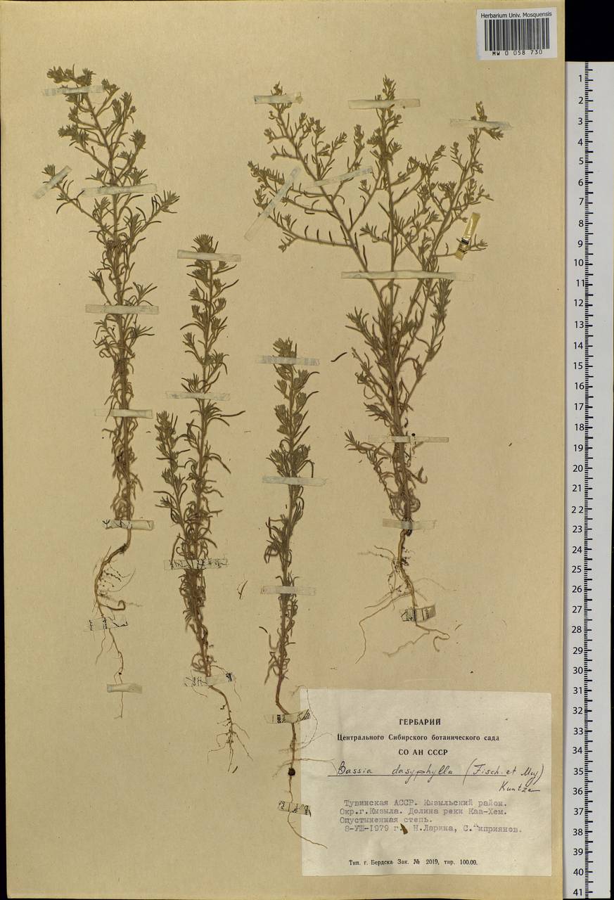 Grubovia dasyphylla (Fisch. & C. A. Mey.) Freitag & G. Kadereit, Siberia, Altai & Sayany Mountains (S2) (Russia)