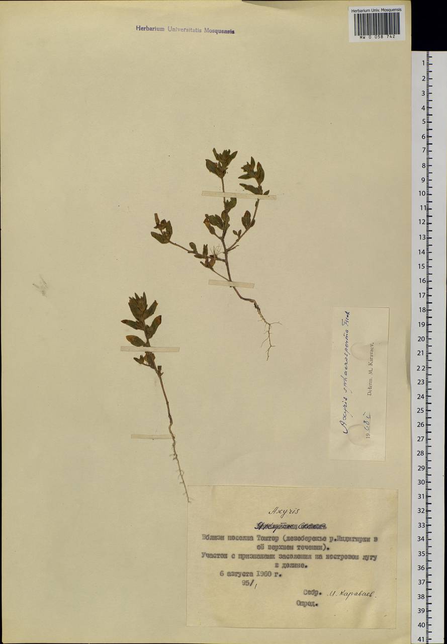 Axyris sphaerosperma Fisch. & C. A. Mey., Siberia, Yakutia (S5) (Russia)