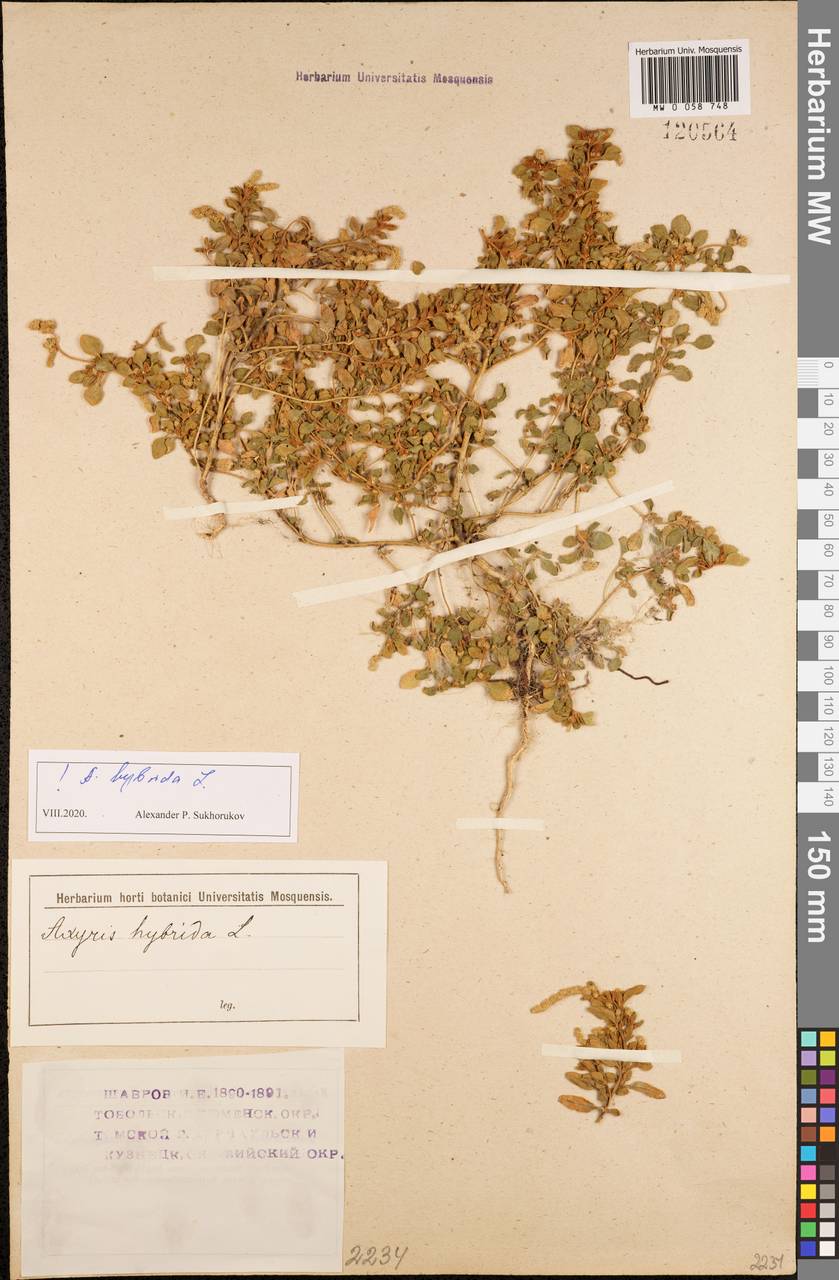 Axyris hybrida L., Siberia (no precise locality) (S0) (Russia)