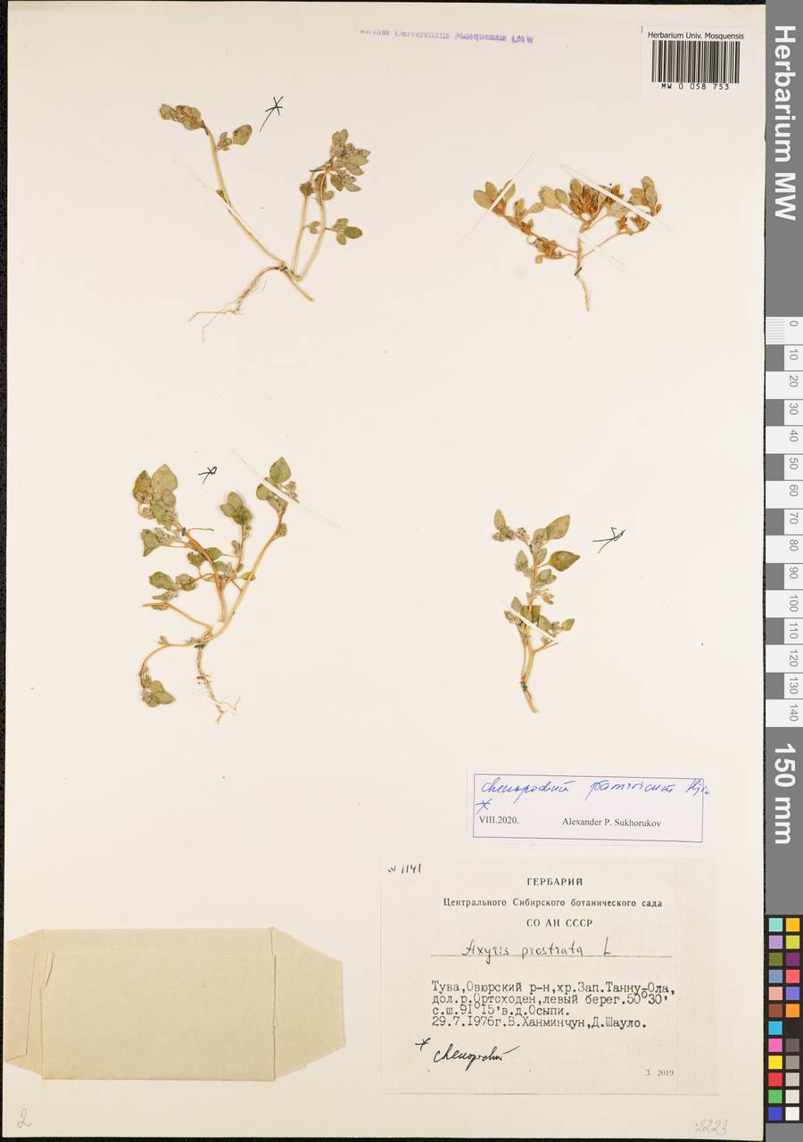 Axyris prostrata L., Siberia, Altai & Sayany Mountains (S2) (Russia)