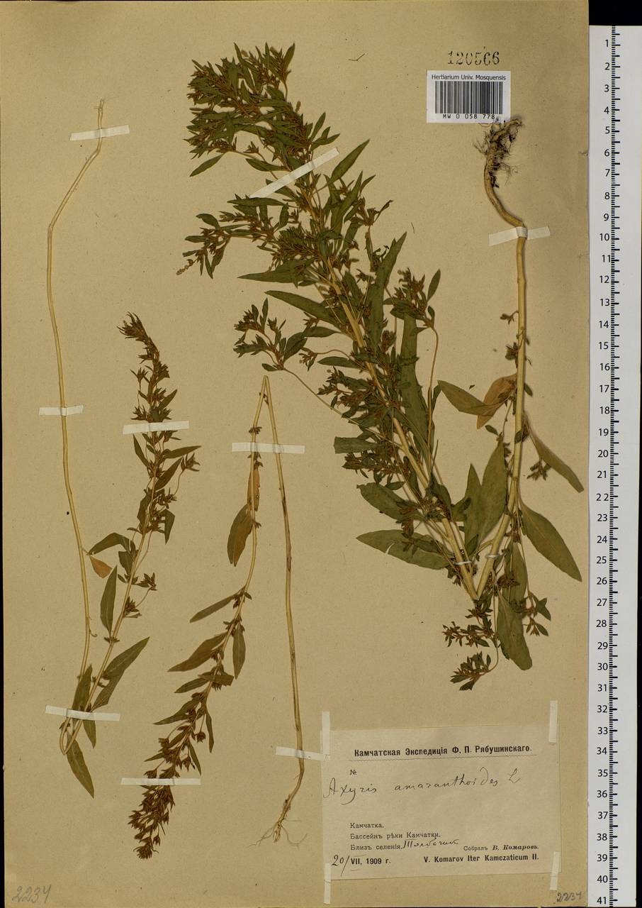 Axyris amaranthoides L., Siberia, Chukotka & Kamchatka (S7) (Russia)