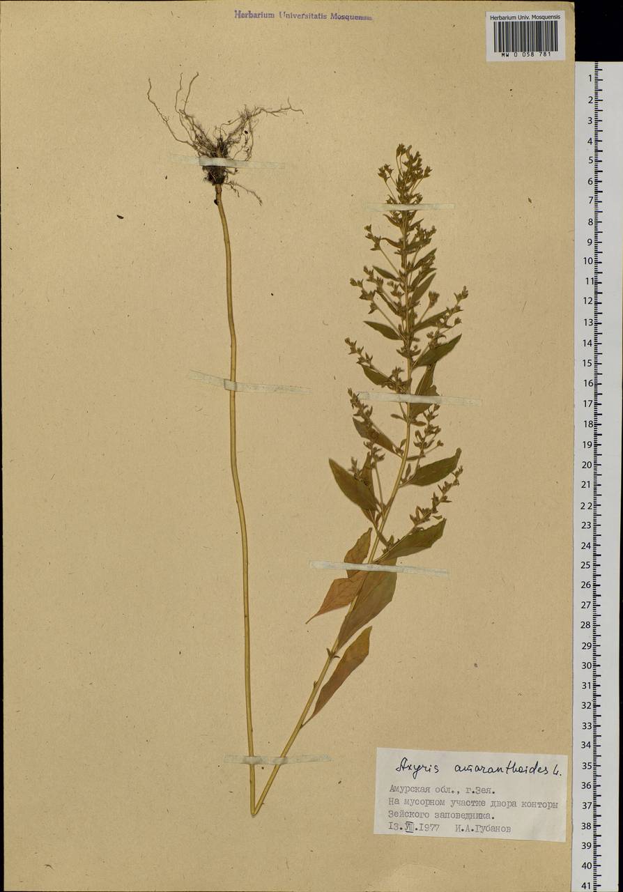 Axyris amaranthoides L., Siberia, Russian Far East (S6) (Russia)
