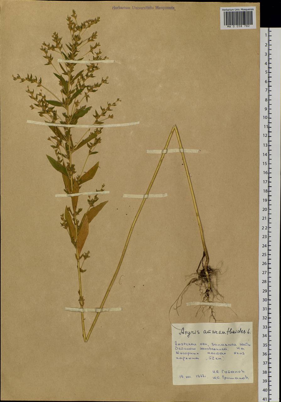 Axyris amaranthoides L., Siberia, Russian Far East (S6) (Russia)