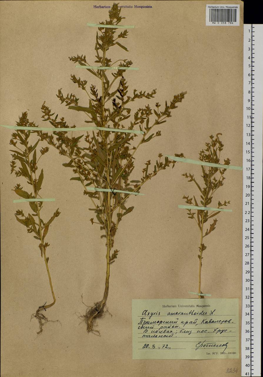 Axyris amaranthoides L., Siberia, Russian Far East (S6) (Russia)