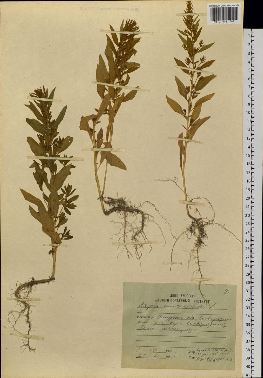 Axyris amaranthoides L., Siberia, Russian Far East (S6) (Russia)