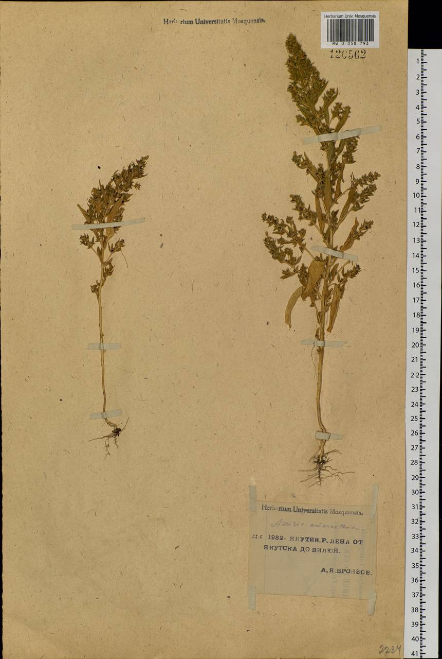 Axyris amaranthoides L., Siberia, Yakutia (S5) (Russia)
