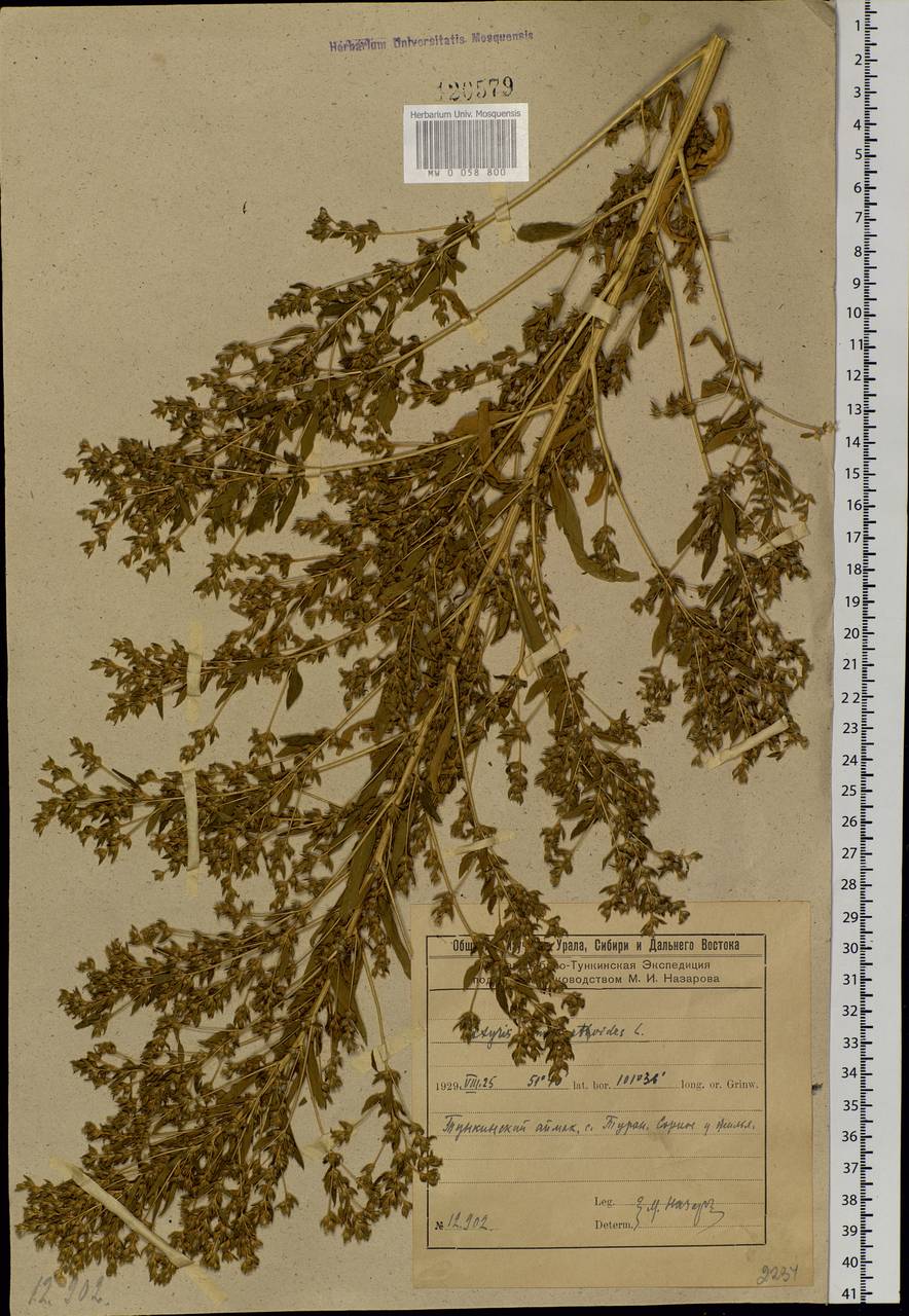 Axyris amaranthoides L., Siberia, Baikal & Transbaikal region (S4) (Russia)