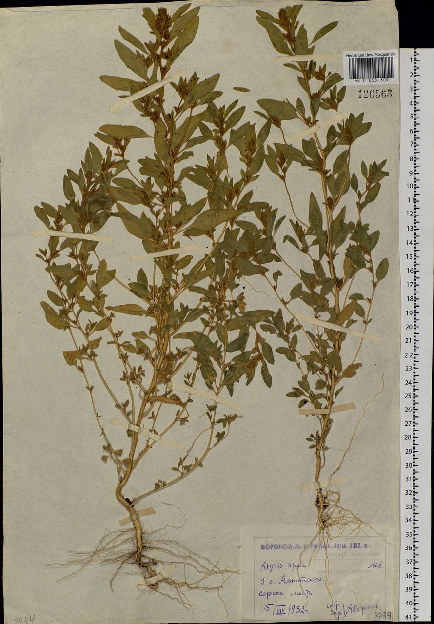 Axyris amaranthoides L., Siberia, Western (Kazakhstan) Altai Mountains (S2a) (Kazakhstan)