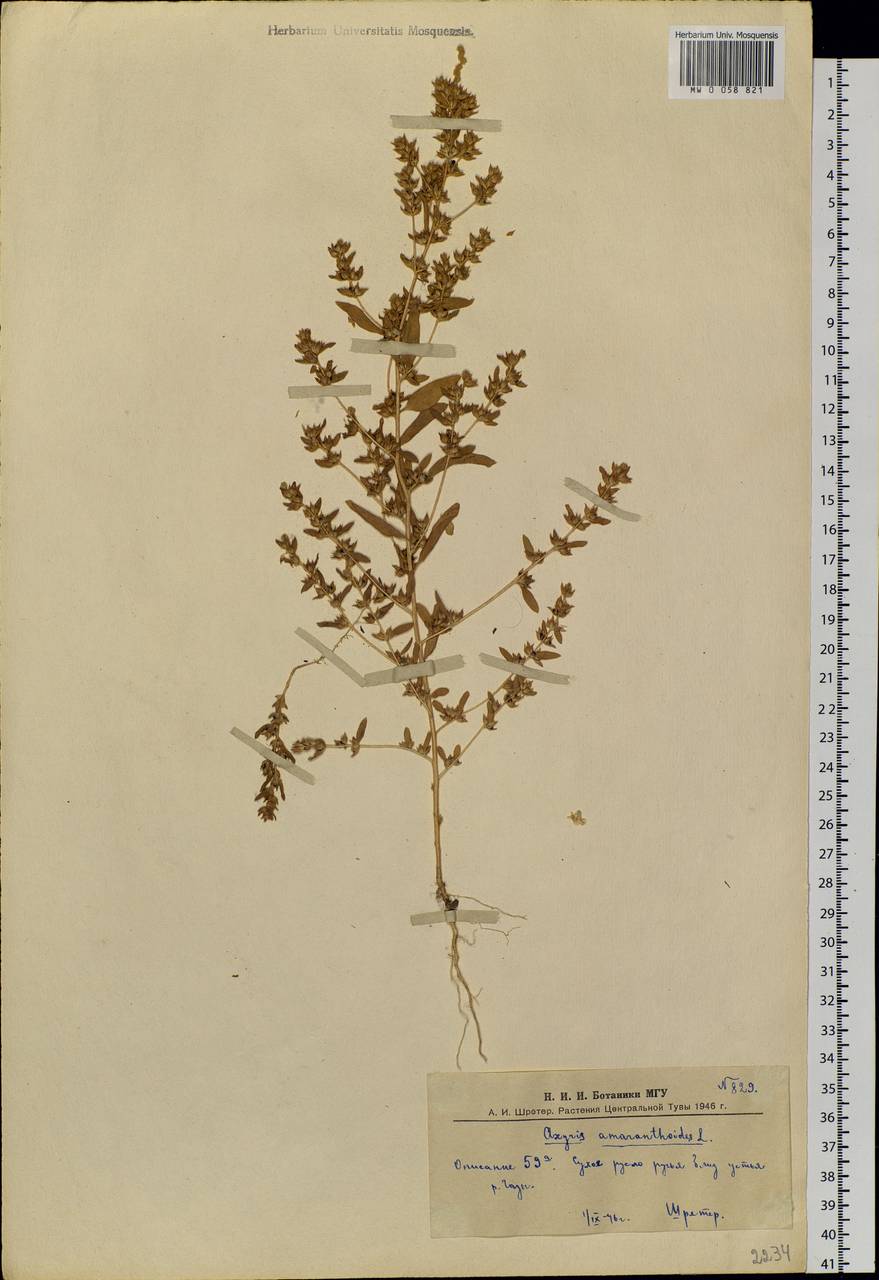 Axyris amaranthoides L., Siberia, Altai & Sayany Mountains (S2) (Russia)