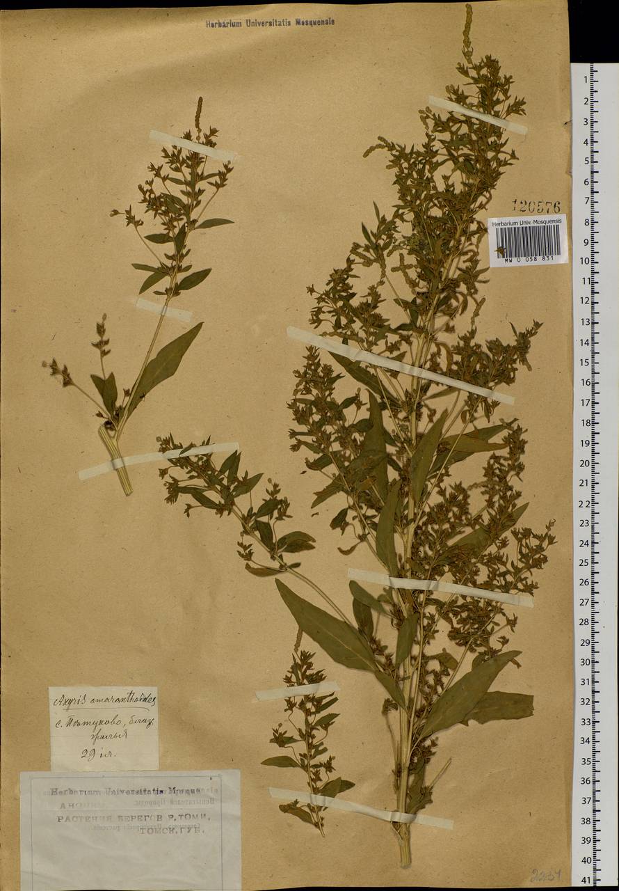Axyris amaranthoides L., Siberia, Western Siberia (S1) (Russia)