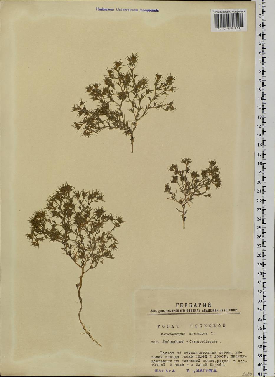 Ceratocarpus arenarius L., Siberia, Western Siberia (S1) (Russia)
