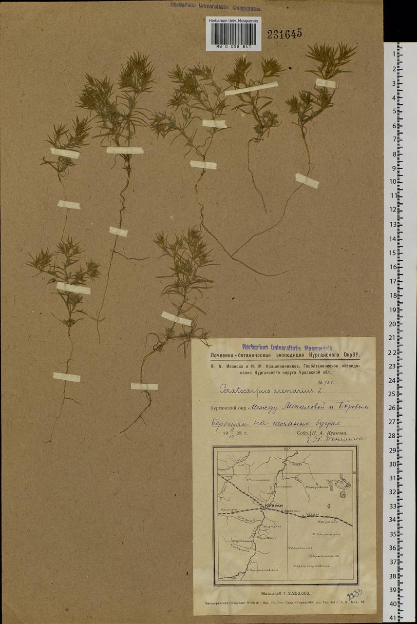 Ceratocarpus arenarius L., Siberia, Western Siberia (S1) (Russia)