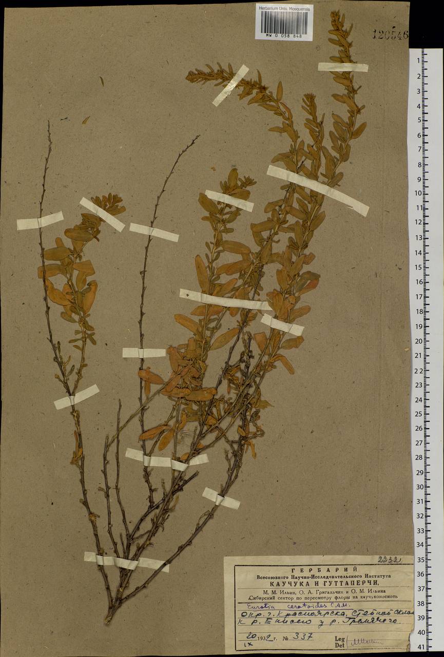 Krascheninnikovia ceratoides (L.) Gueldenst., Siberia, Central Siberia (S3) (Russia)
