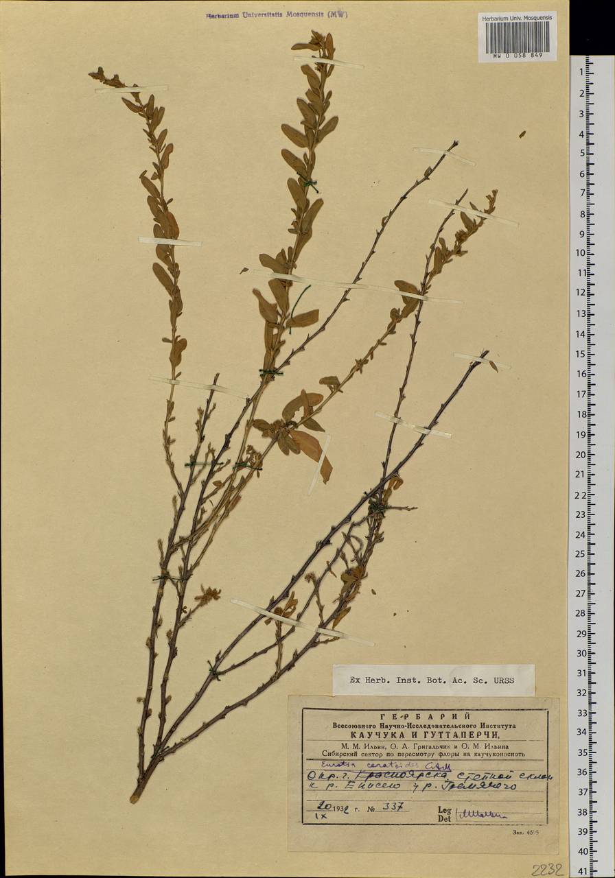 Krascheninnikovia ceratoides (L.) Gueldenst., Siberia, Central Siberia (S3) (Russia)