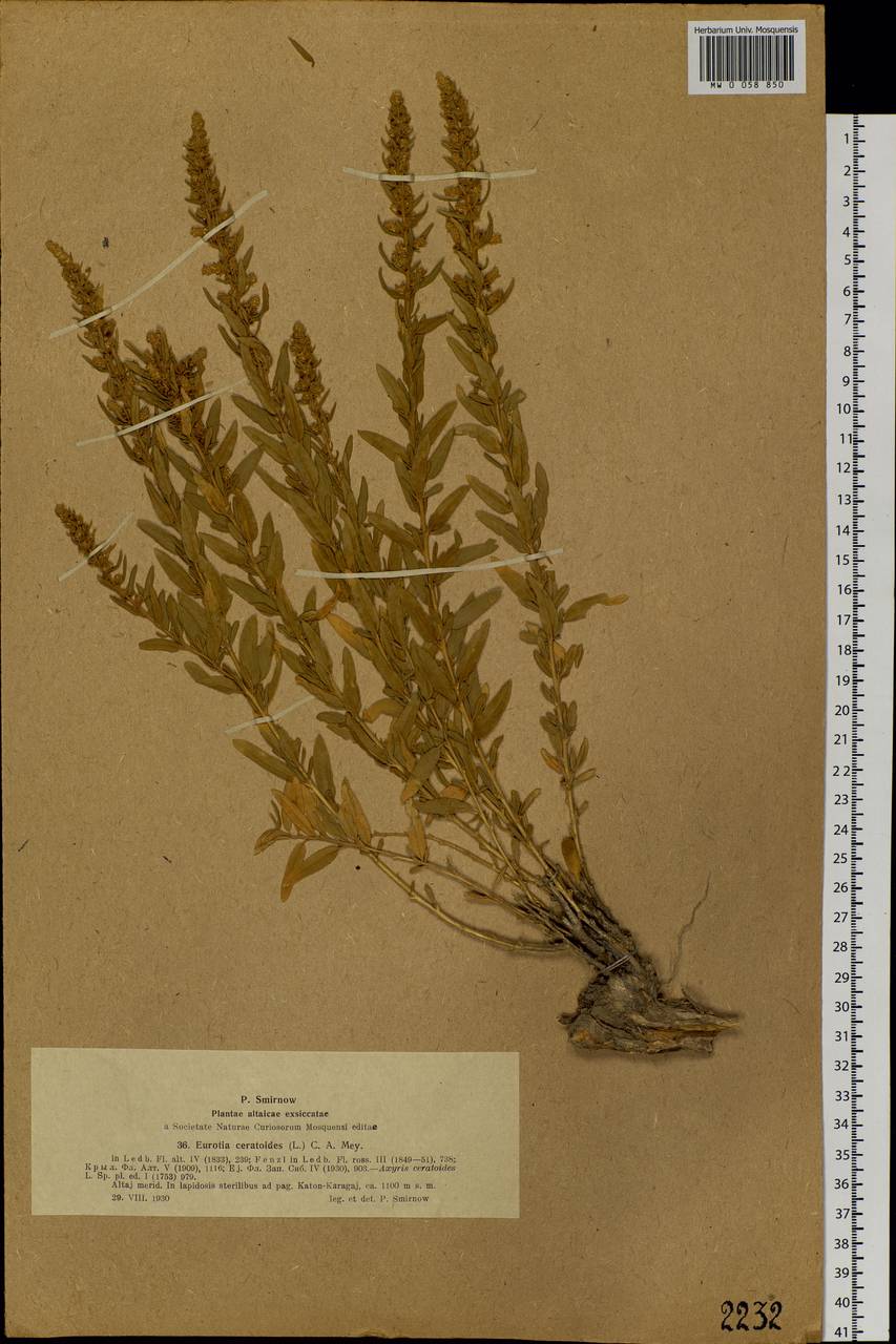Krascheninnikovia ceratoides (L.) Gueldenst., Siberia, Western (Kazakhstan) Altai Mountains (S2a) (Kazakhstan)