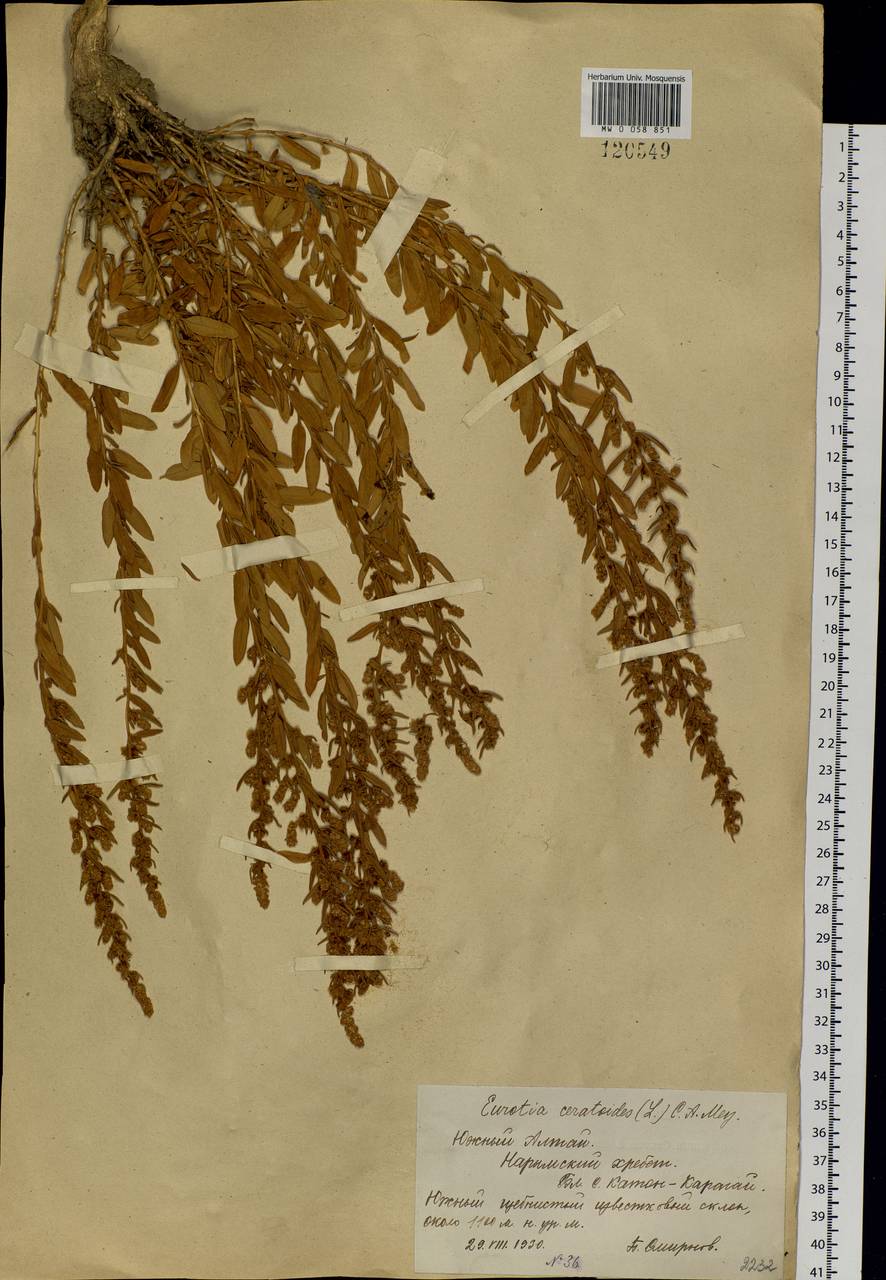 Krascheninnikovia ceratoides (L.) Gueldenst., Siberia, Western (Kazakhstan) Altai Mountains (S2a) (Kazakhstan)