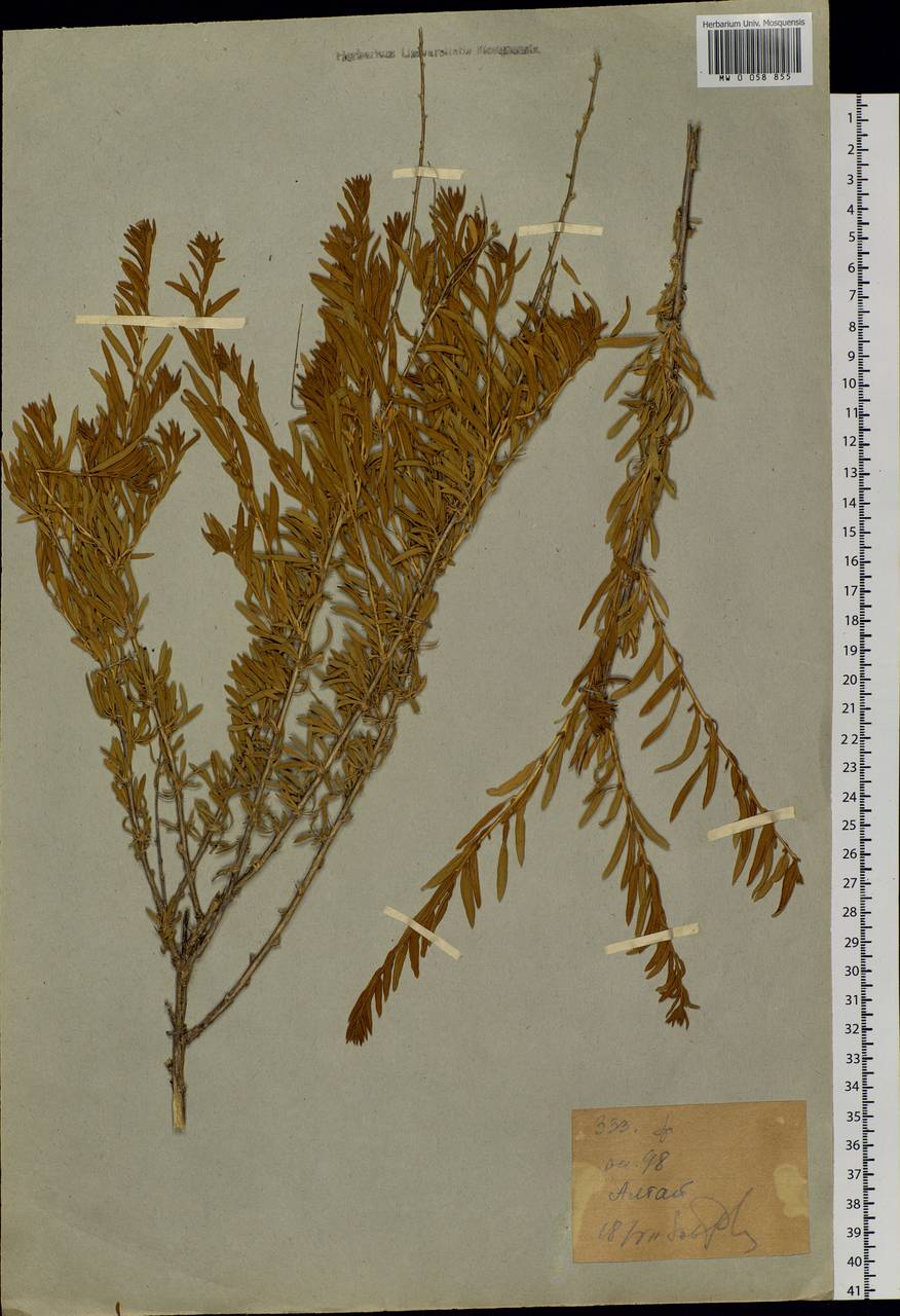 Krascheninnikovia ceratoides (L.) Gueldenst., Siberia, Western (Kazakhstan) Altai Mountains (S2a) (Kazakhstan)