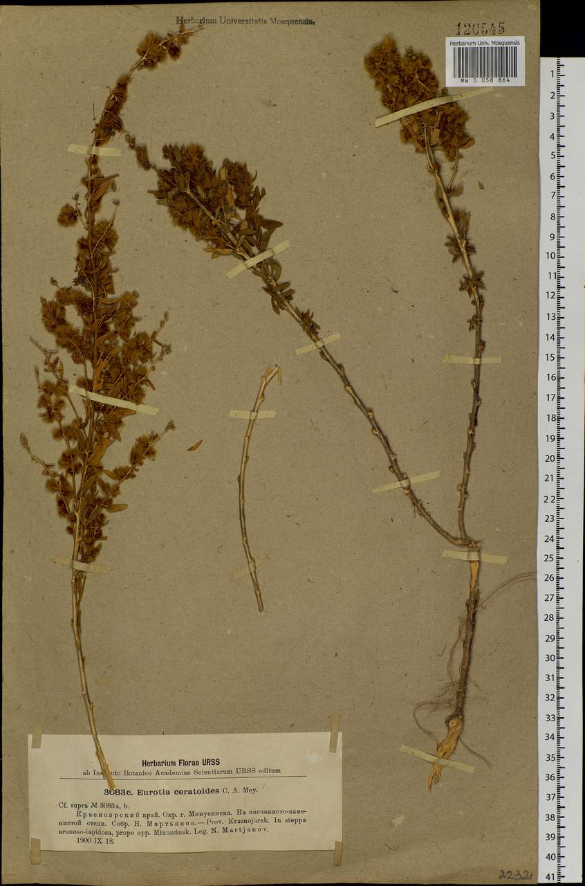 Krascheninnikovia ceratoides (L.) Gueldenst., Siberia, Altai & Sayany Mountains (S2) (Russia)