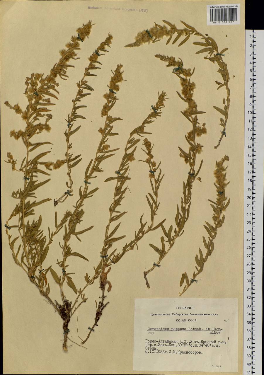 Krascheninnikovia ceratoides (L.) Gueldenst., Siberia, Altai & Sayany Mountains (S2) (Russia)