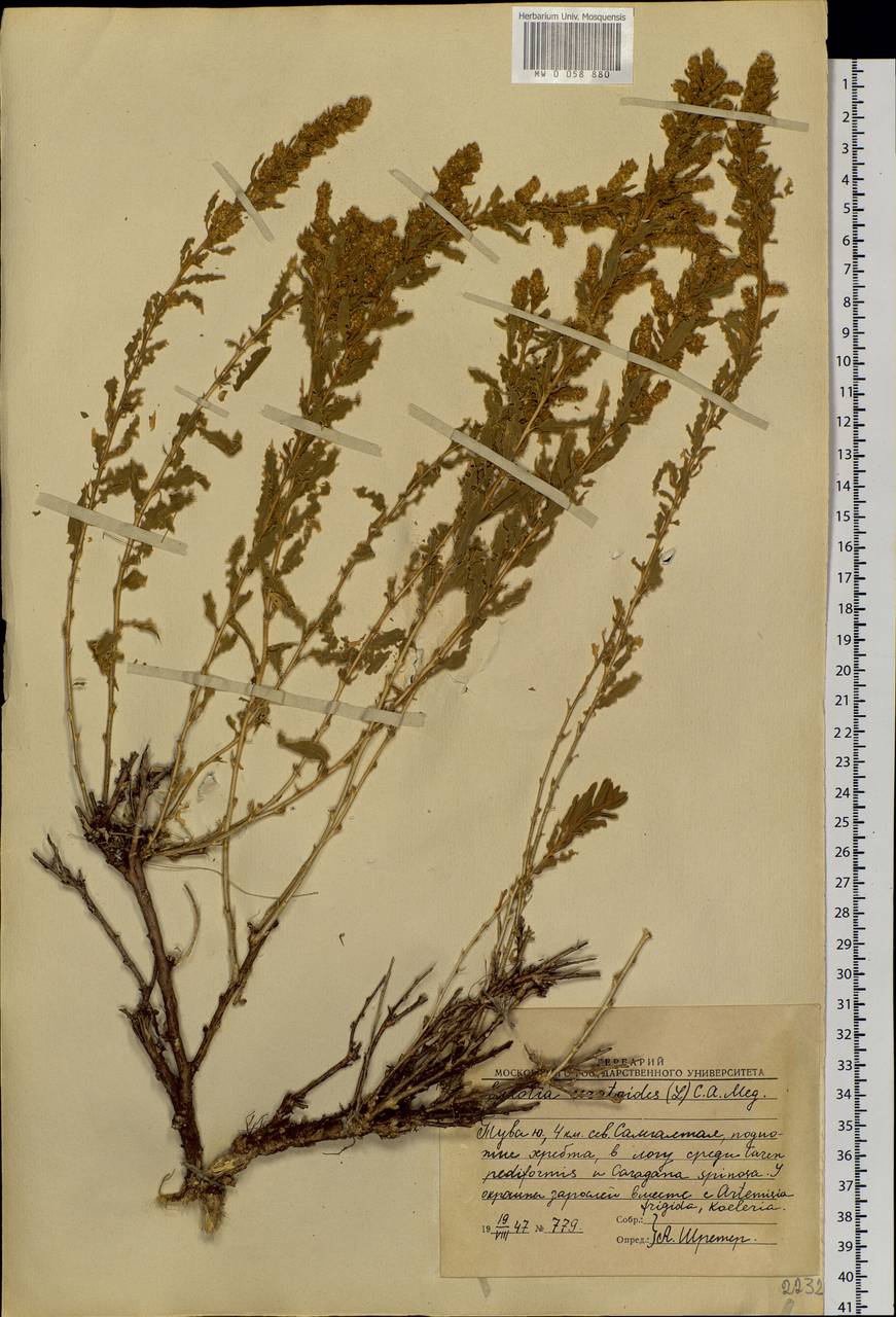Krascheninnikovia ceratoides (L.) Gueldenst., Siberia, Altai & Sayany Mountains (S2) (Russia)