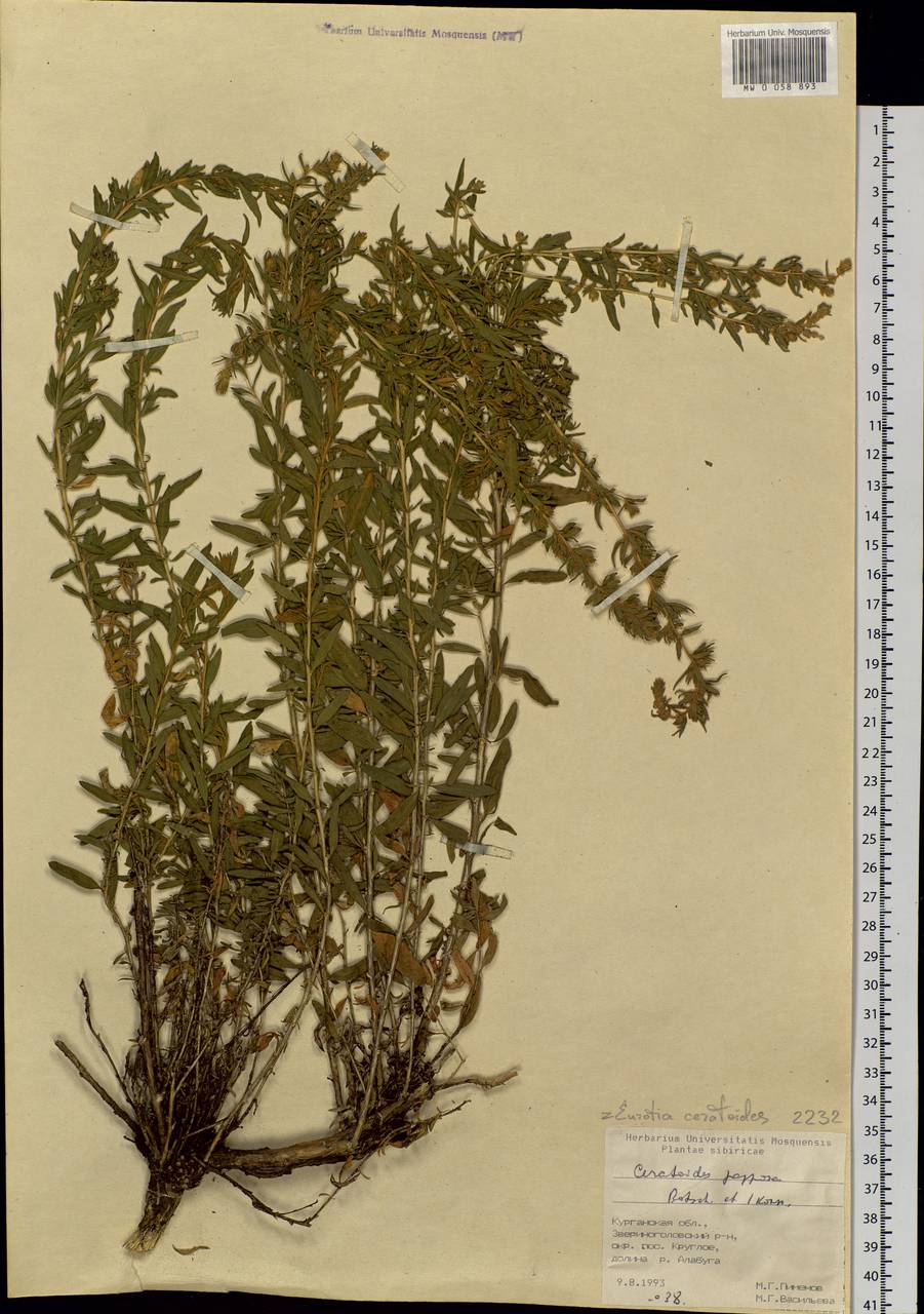 Krascheninnikovia ceratoides (L.) Gueldenst., Siberia, Western Siberia (S1) (Russia)