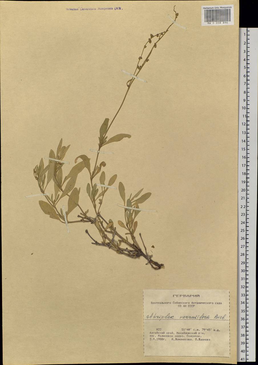 Halimione verrucifera (M. Bieb.) Aellen, Siberia, Altai & Sayany Mountains (S2) (Russia)