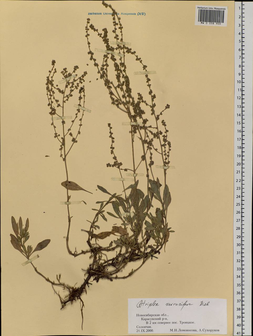 Halimione verrucifera (M. Bieb.) Aellen, Siberia, Western Siberia (S1) (Russia)