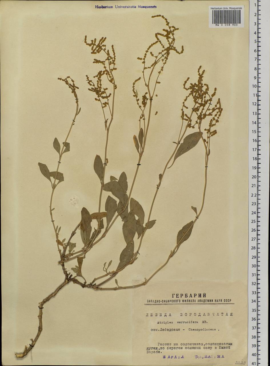 Halimione verrucifera (M. Bieb.) Aellen, Siberia, Western Siberia (S1) (Russia)