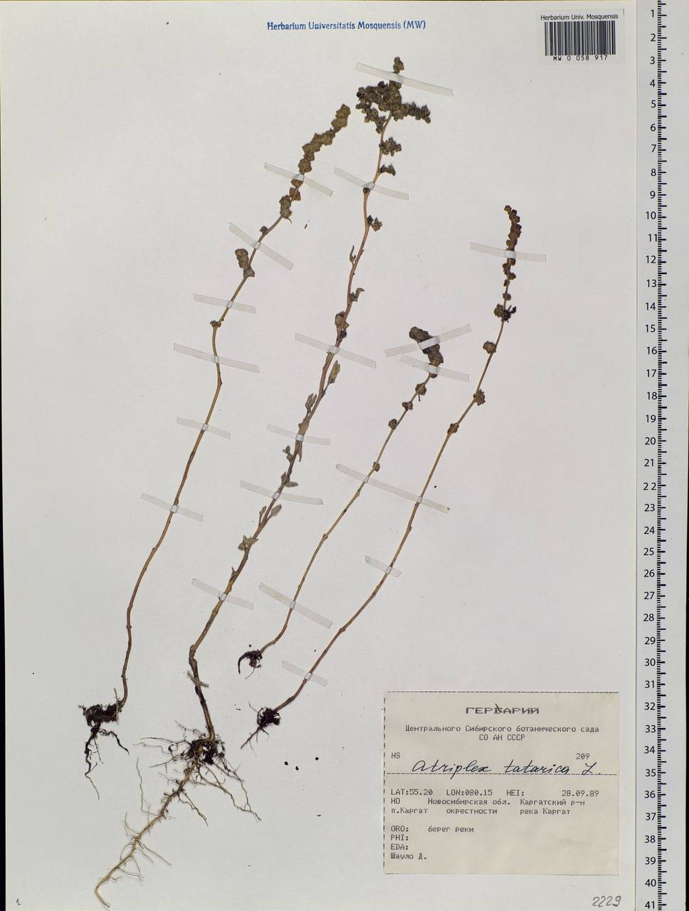 Atriplex tatarica L., Siberia, Western Siberia (S1) (Russia)