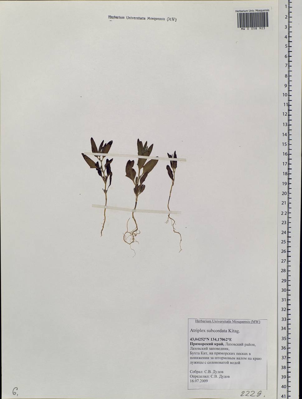 Atriplex subcordata Kitag., Siberia, Russian Far East (S6) (Russia)
