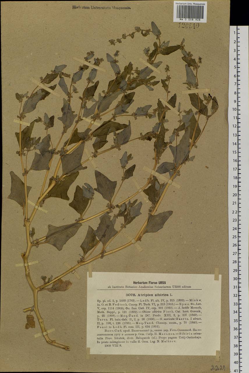 Atriplex sibirica L., Siberia, Baikal & Transbaikal region (S4) (Russia)