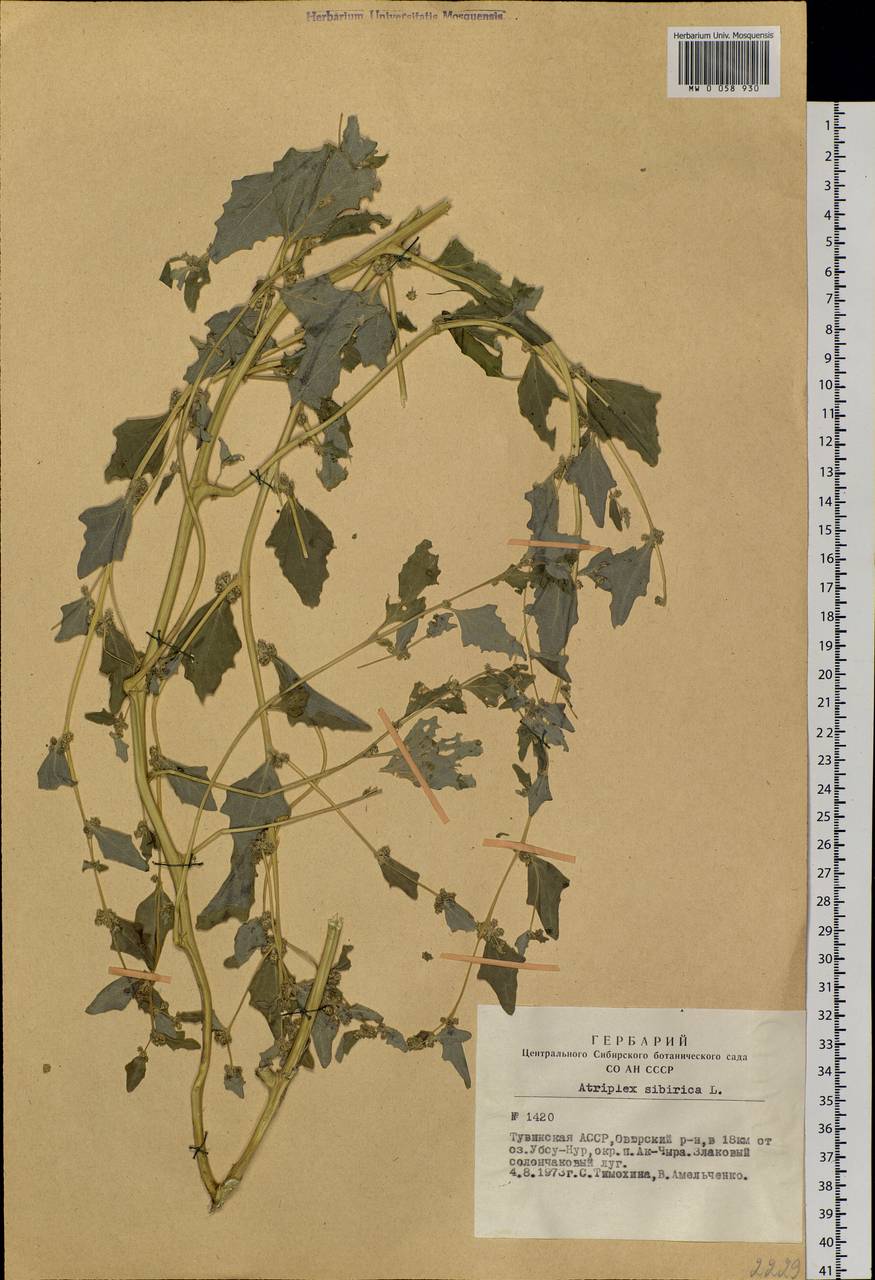Atriplex sibirica L., Siberia, Altai & Sayany Mountains (S2) (Russia)