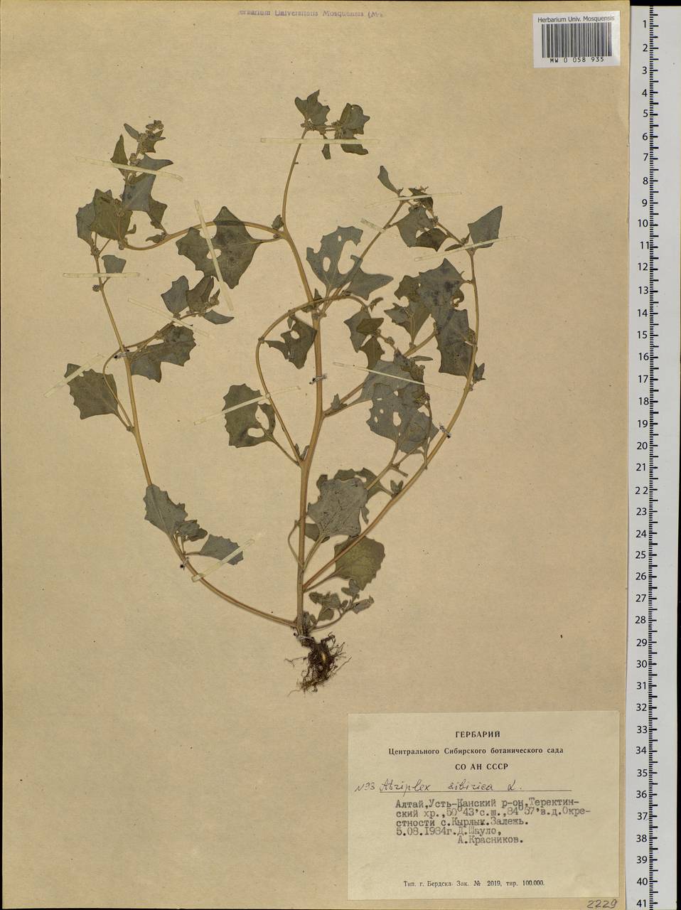 Atriplex sibirica L., Siberia, Altai & Sayany Mountains (S2) (Russia)