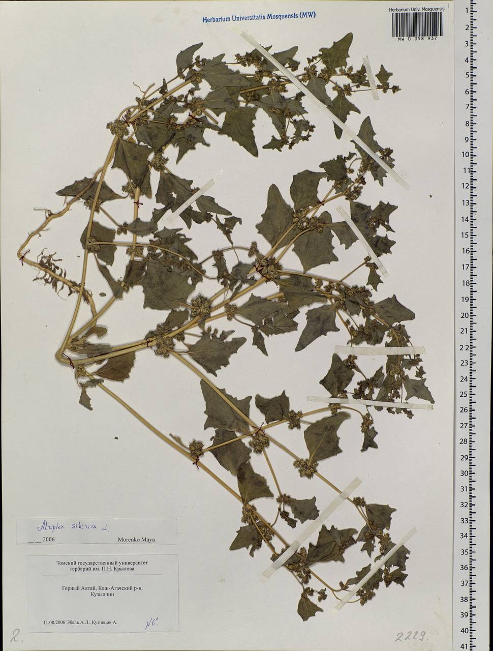 Atriplex sibirica L., Siberia, Altai & Sayany Mountains (S2) (Russia)