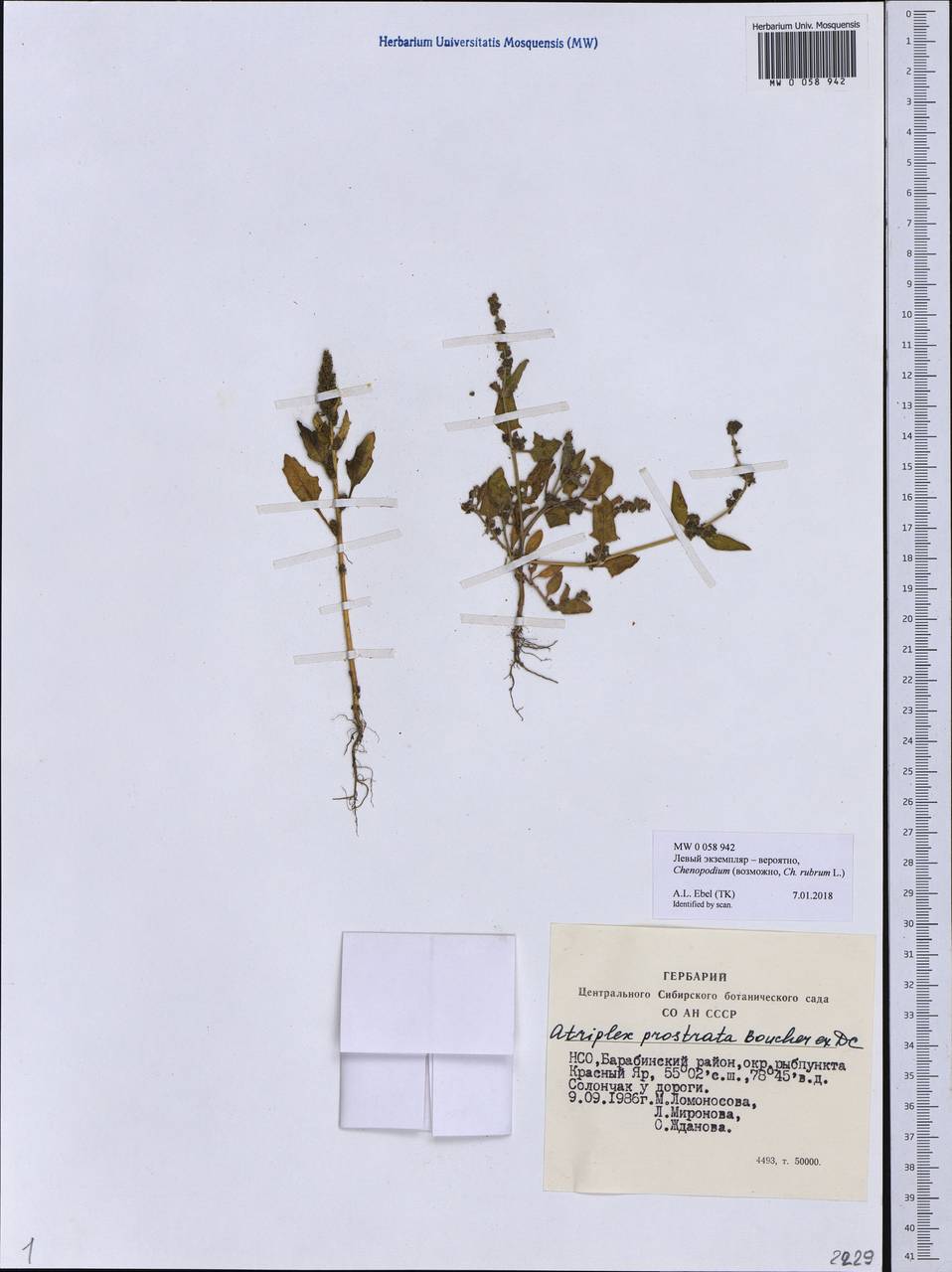 Chenopodium, Siberia, Western Siberia (S1) (Russia)
