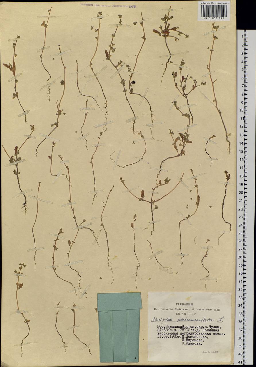 Halimione pedunculata (L.) Aellen, Siberia, Western Siberia (S1) (Russia)