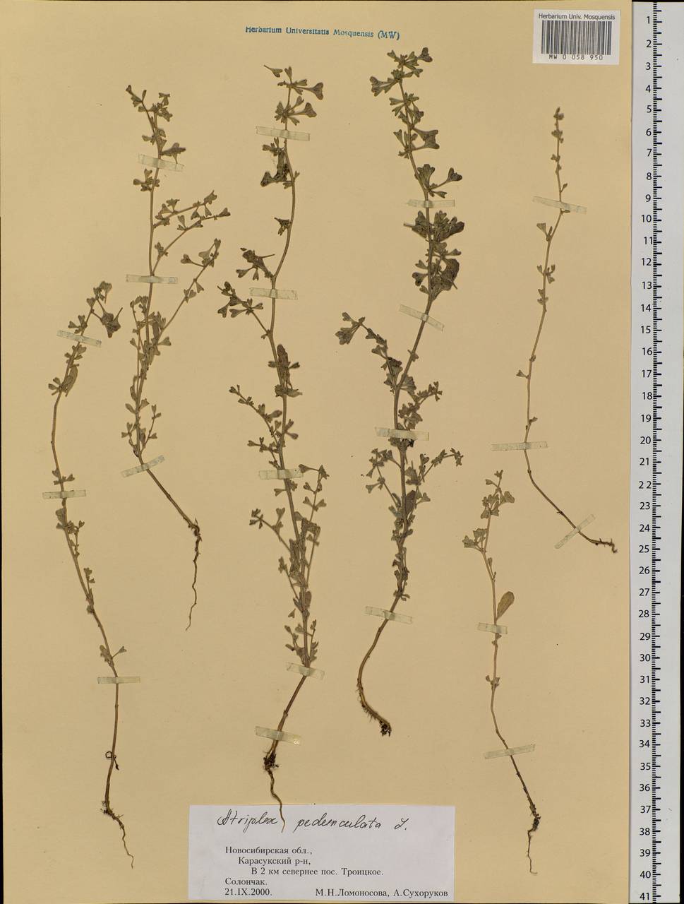 Halimione pedunculata (L.) Aellen, Siberia, Western Siberia (S1) (Russia)