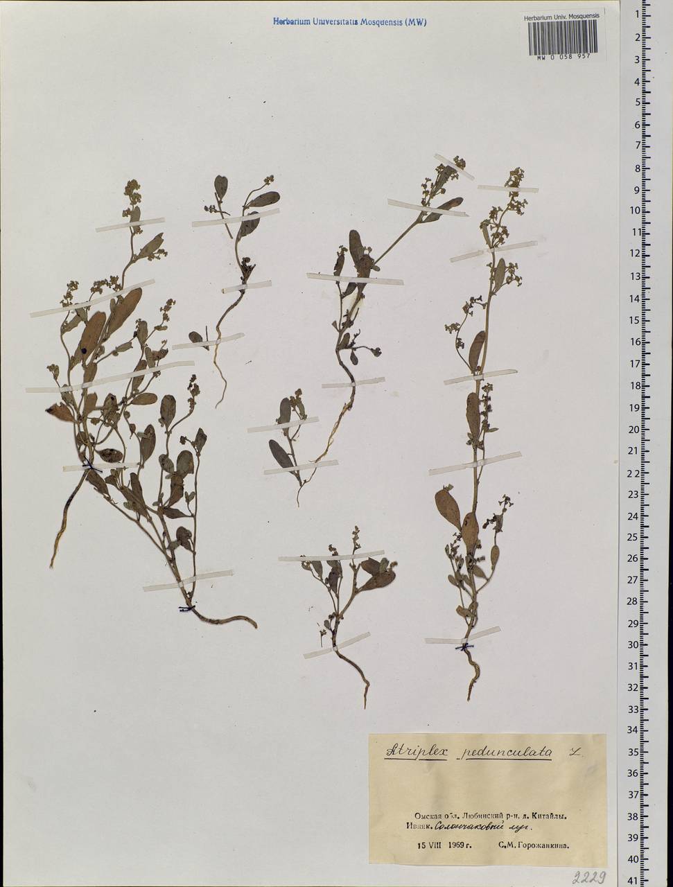 Halimione pedunculata (L.) Aellen, Siberia, Western Siberia (S1) (Russia)