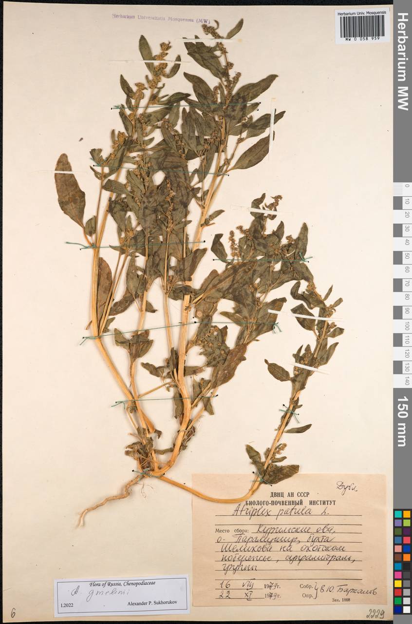 Atriplex gmelinii C. A. Mey. ex Bong., Siberia, Russian Far East (S6) (Russia)