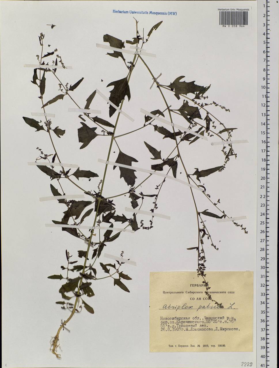 Atriplex patula L., Siberia, Western Siberia (S1) (Russia)