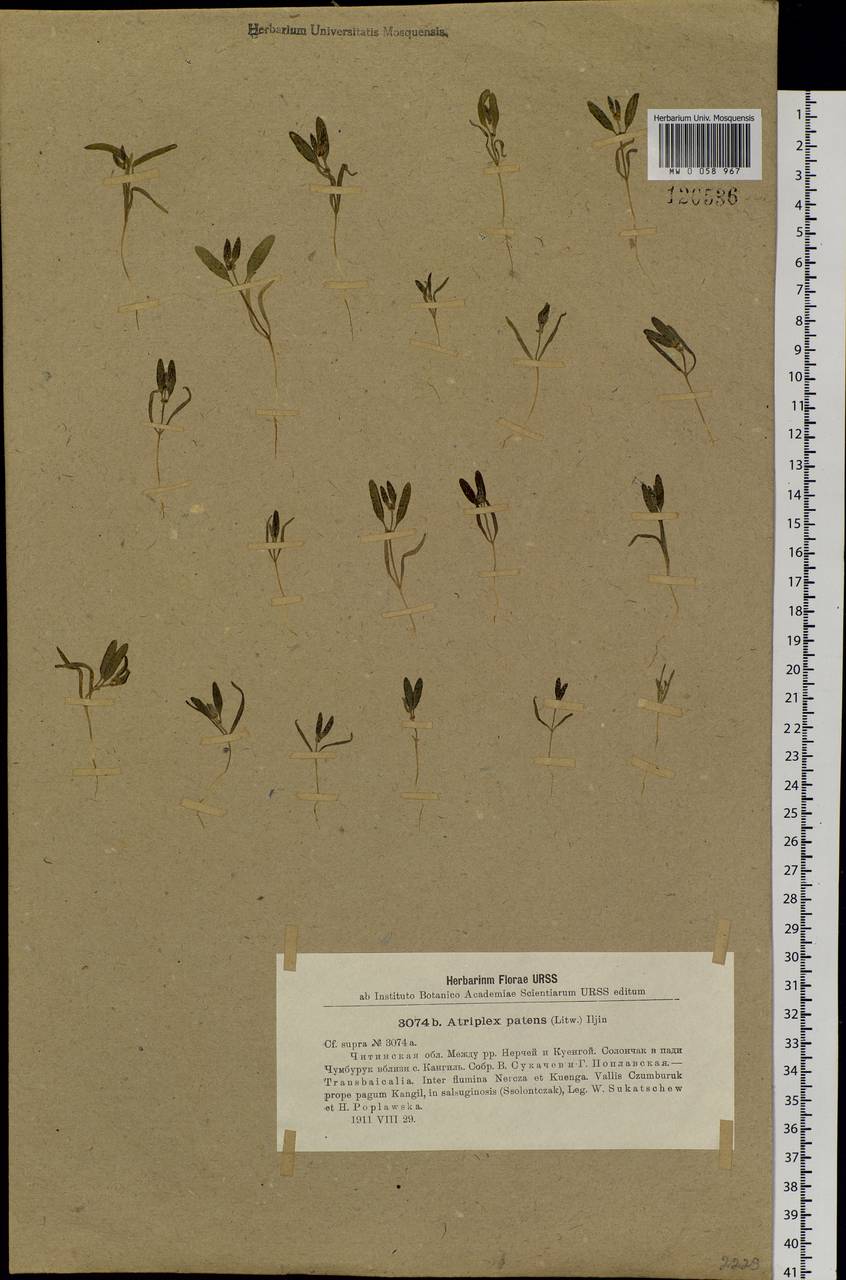 Atriplex patens (Litv.) Iljin, Siberia, Baikal & Transbaikal region (S4) (Russia)